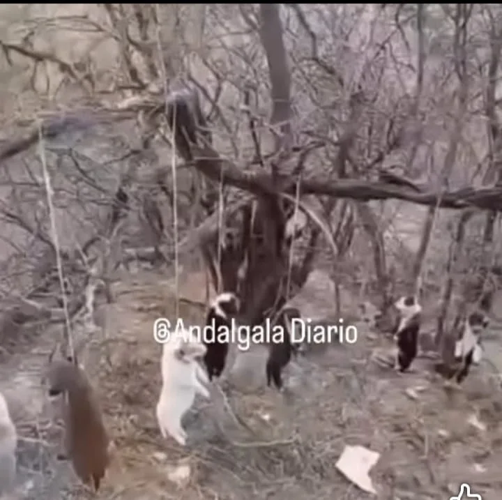 Catamarca: denuncian matanza de perritos en Andalgalá