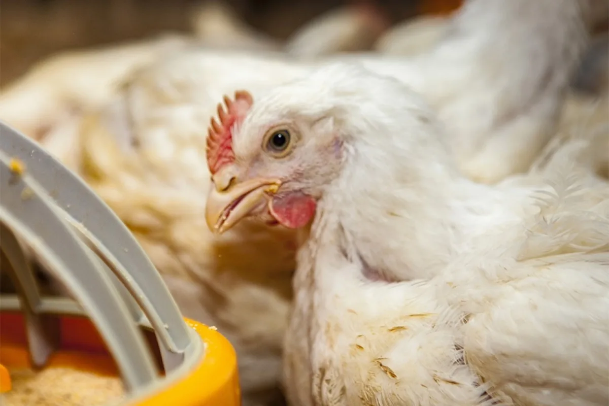 Influenza aviar: se confirmó otro caso positivo y suspenden exportaciones