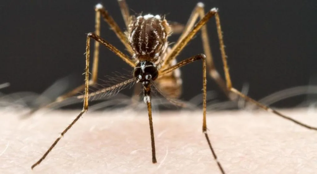 Alertan por la expansión de un virus que puede debilitar o incapacitar a las personas