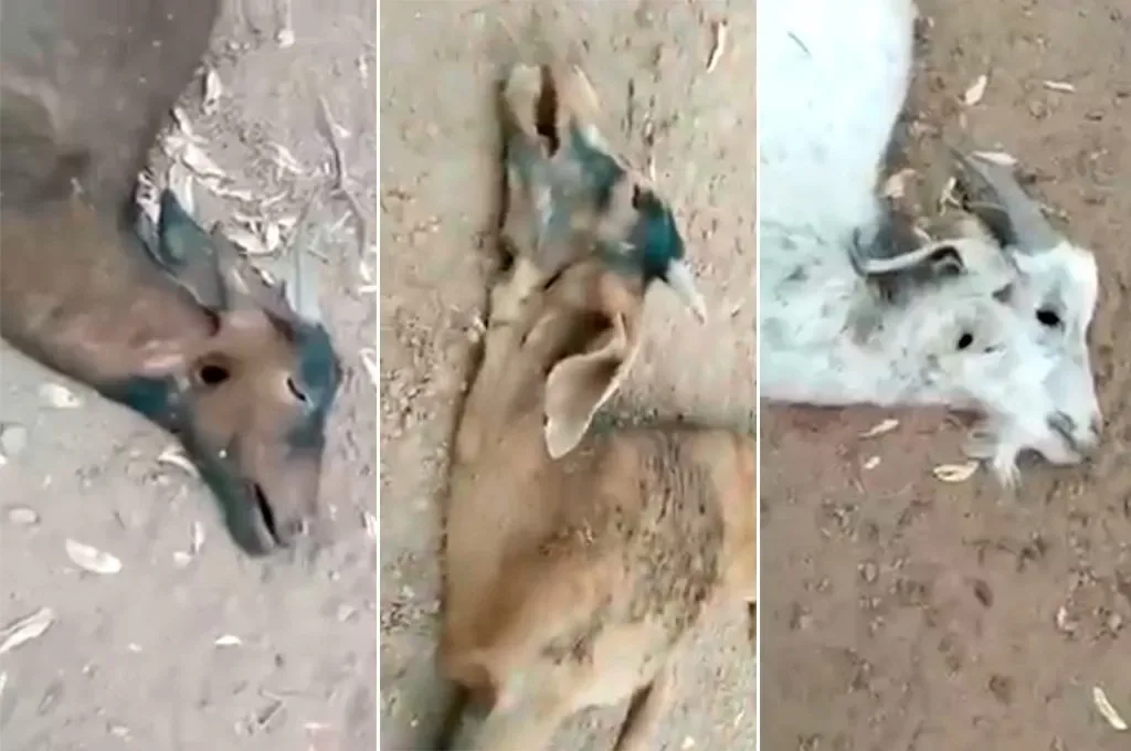 La extraña aparición de animales desangrados pero sin rastros de sangre alrededor genera temor en el interior de Santiago del Estero