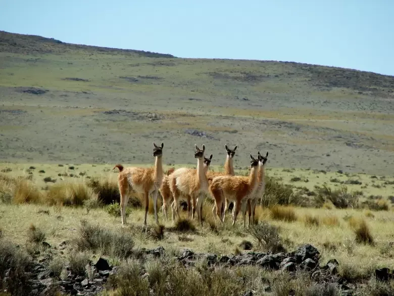 Día del Guanaco: Mendoza celebró la mayor migración del planeta, con imágenes inéditas (Video)