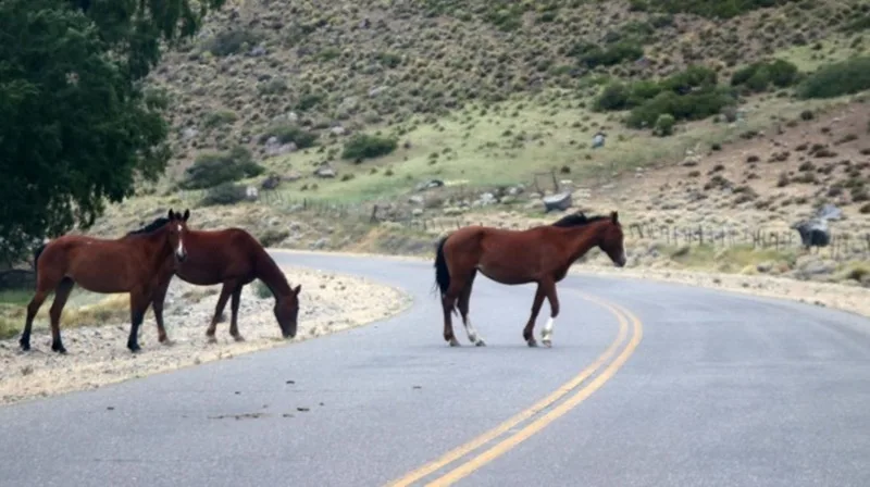 Catamarca: automovilista chocó contra dos animales sueltos en Ruta N° 46