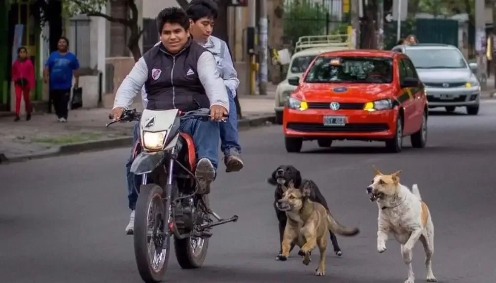 Catamarca: motociclista sufrió una caída al chocar con un perro y fue hospitalizado