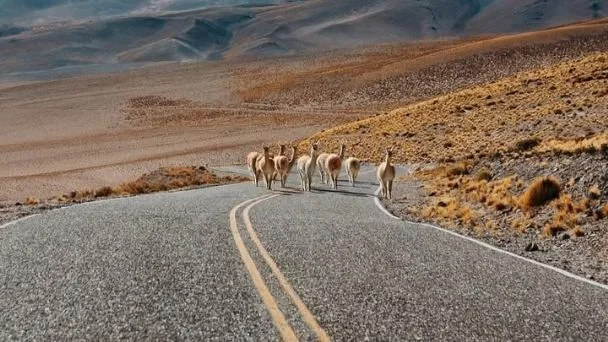 Estado de las rutas nacionales en Catamarca hoy miércoles