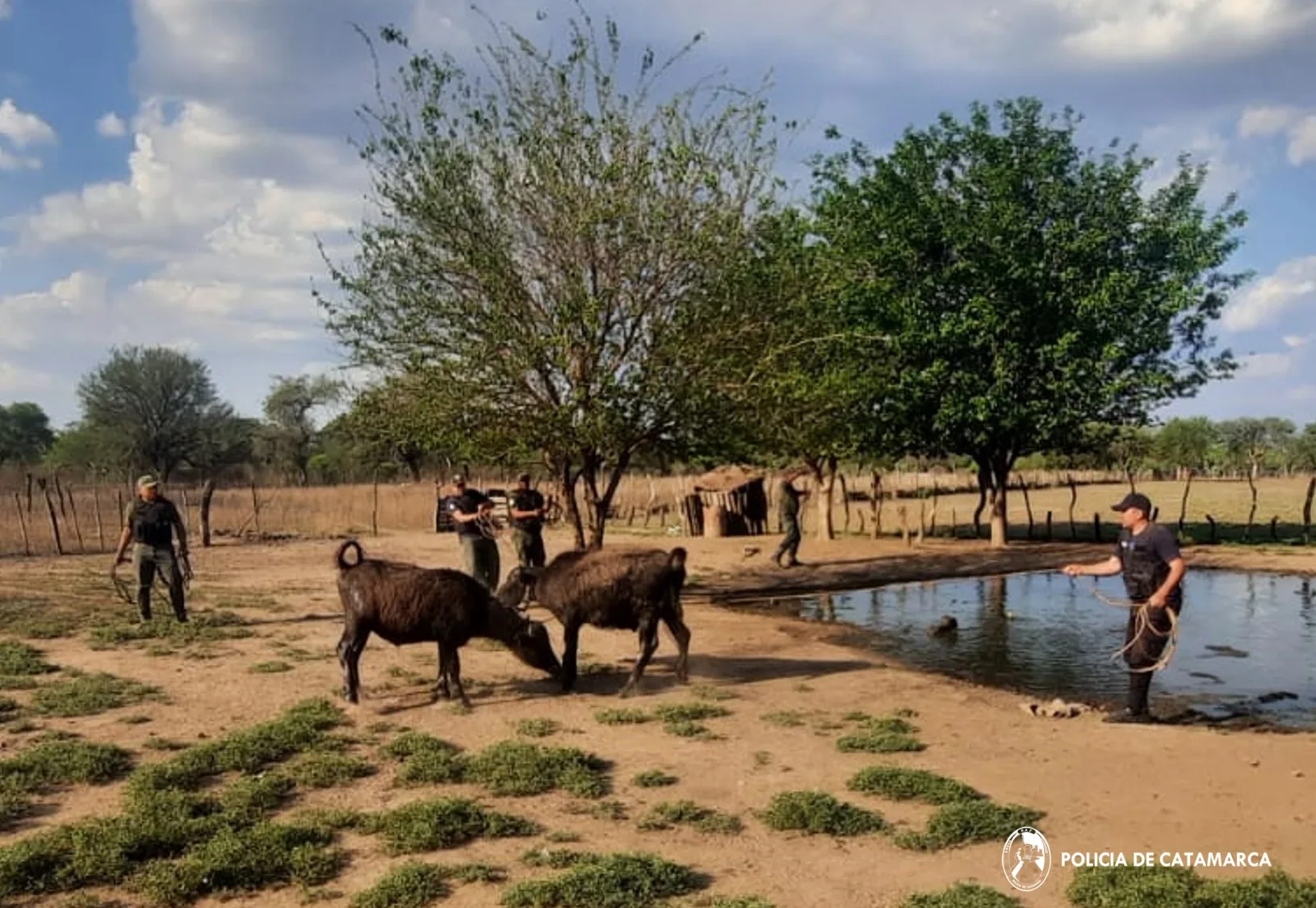 Catamarca: recuperaron dos búfalos sustraídos en El Alto