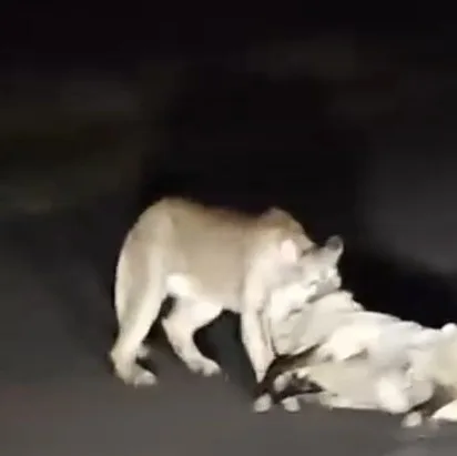 Catamarca: graban a un puma mientras arrastraba su presa en una ruta del Este (Video)