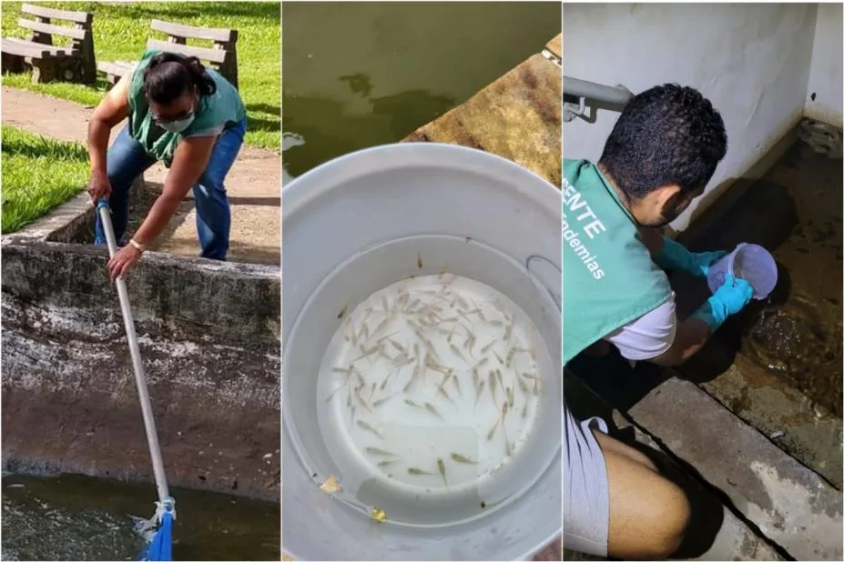 Desde hoy lunes: cronograma de Control Focal contra el Dengue en Catamarca