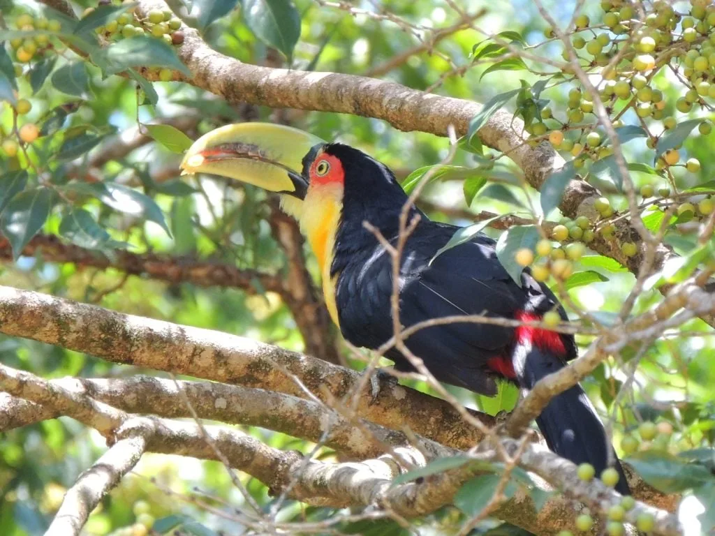Desde este viernes, Misiones será epicentro del turismo de naturaleza y conservación, con el evento internacional “Volar 2025”