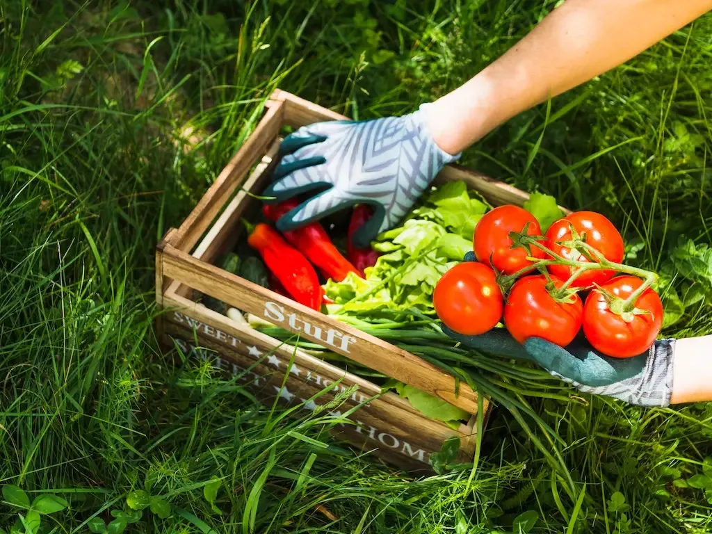Sembrar en primavera: la huerta hogareña como aliada de la sostenibilidad
