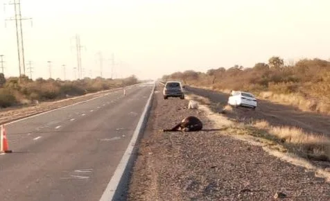 Catamarca: automovilista chocó con un burro en San Martín