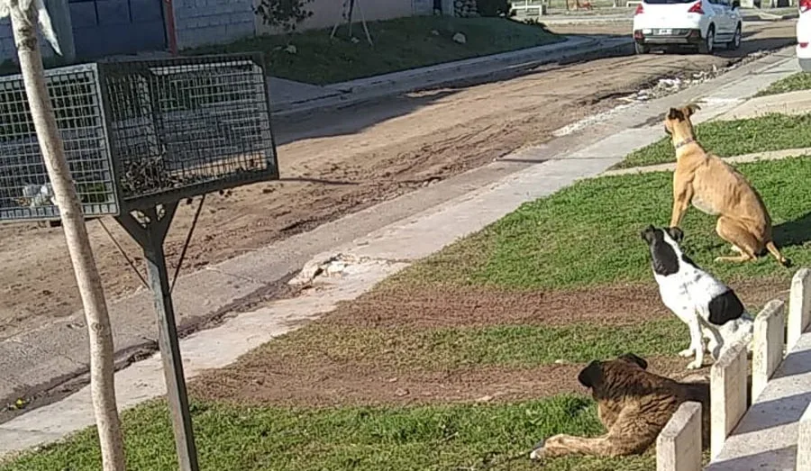 Catamarca: otro ataque de perros sueltos en la Capital dejó una septuagenaria herida