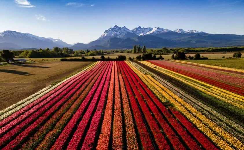 Cómo visitar el campo de tulipanes de Trevelin premiado por la ONU: una maravilla para visitar en la Argentina (Video)