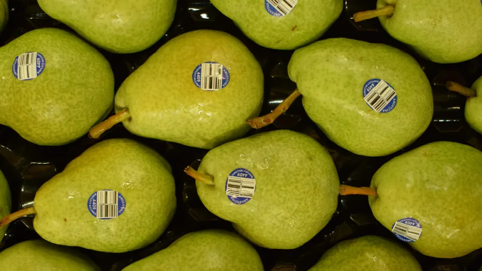 Peras argentinas baten récord: 293.600 toneladas exportadas en 8 meses