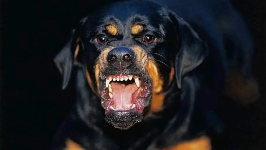 Niña de dos años fue atacada por un rottweiler y está en grave estado