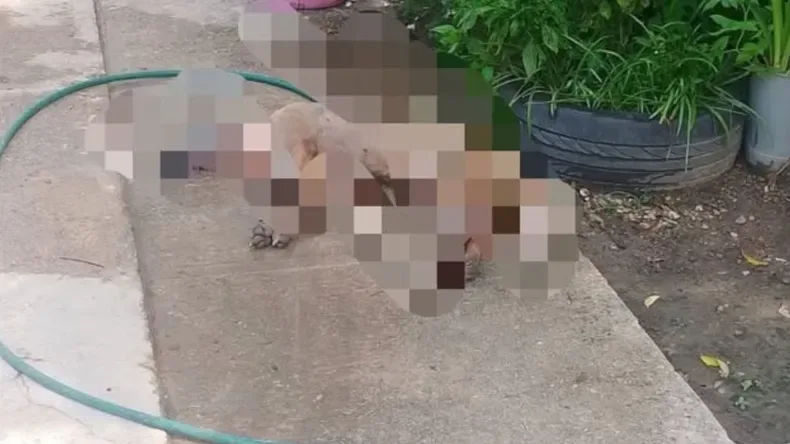 Una mujer que mutiló y mató a su perra preñada fue alojada en el Servicio Penitenciario
