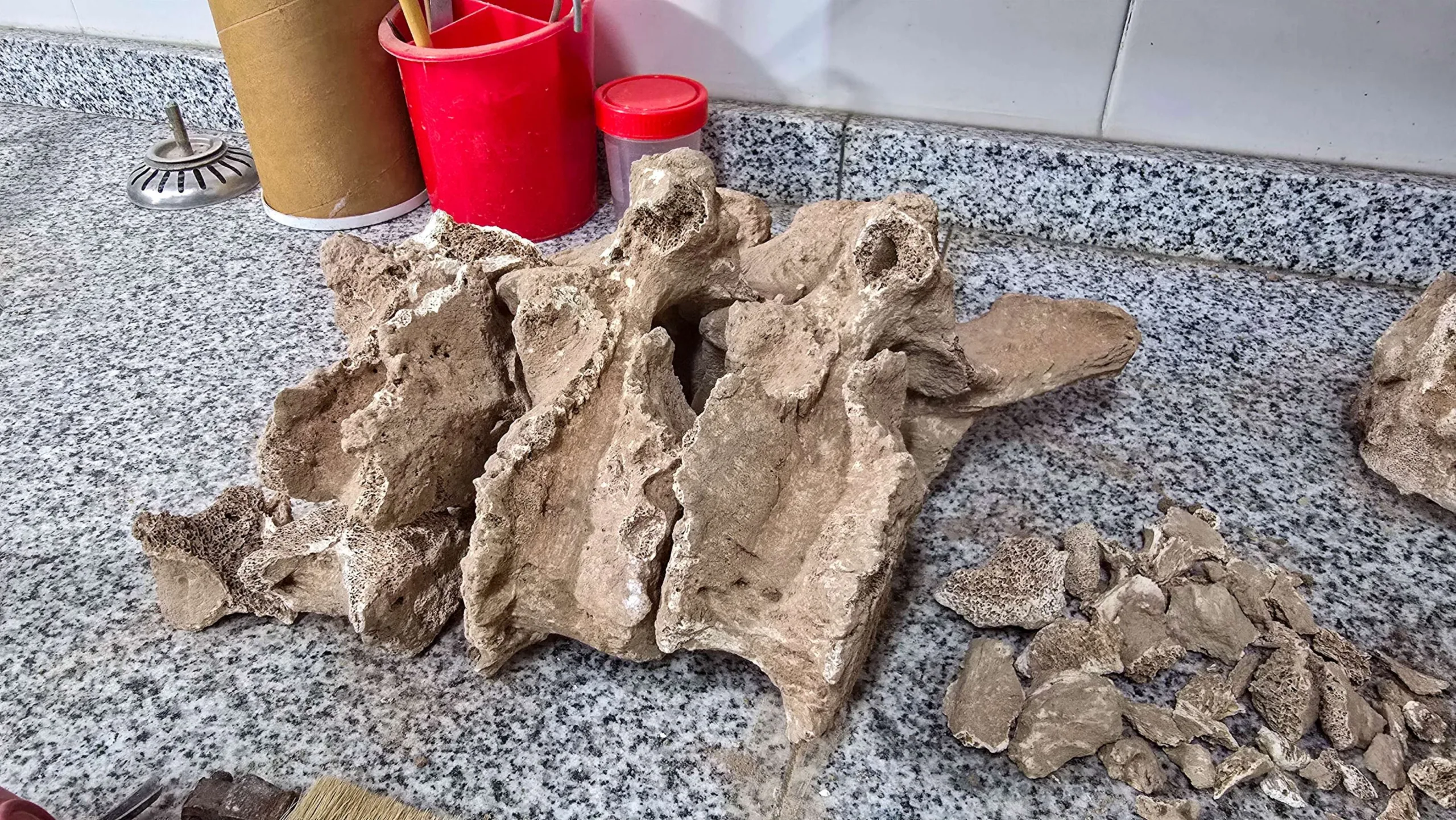 Catamarca: hallan restos de un mylodon en Aconquija, una huella del Pleistoceno