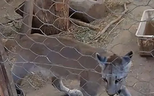 Dos pumas de Catamarca son trasladados a una reserva natural en Río Negro