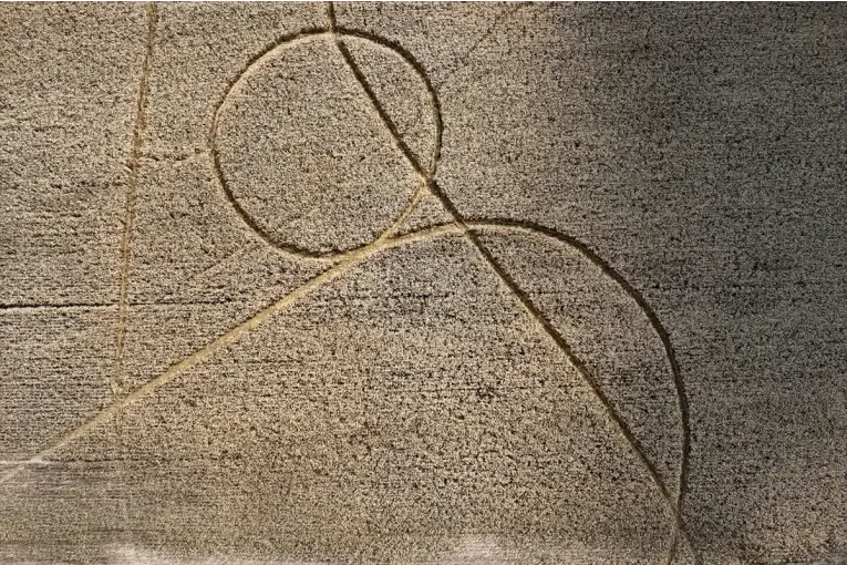 Misterio en un campo de Santa Fe: encontró “líneas” de trigo desgranado y crece el desconcierto (Video)