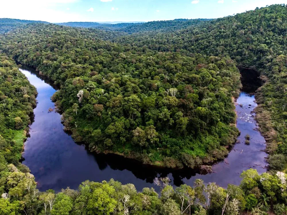 Argentina perdió 10,5 millones de hectáreas de bosques nativos en los últimos 40 años