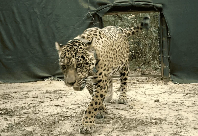 Avanza la recuperación del yaguareté en el norte argentino: Acaí, la quinta hembra liberada