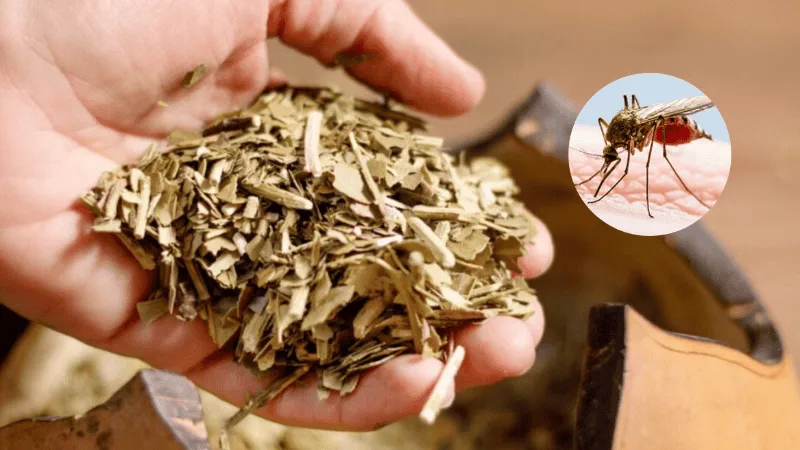 Estudian la yerba mate como posible antiviral contra el dengue