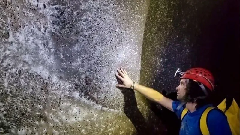 No apto para aracnofóbicos: en la telaraña más grande del mundo viven más de cien mil ejemplares